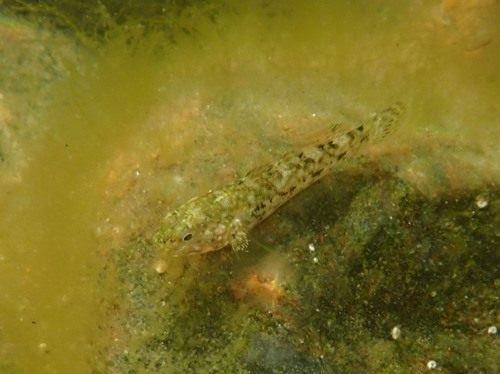 Giant Goby, Ouessant, France, photo 10 of 10