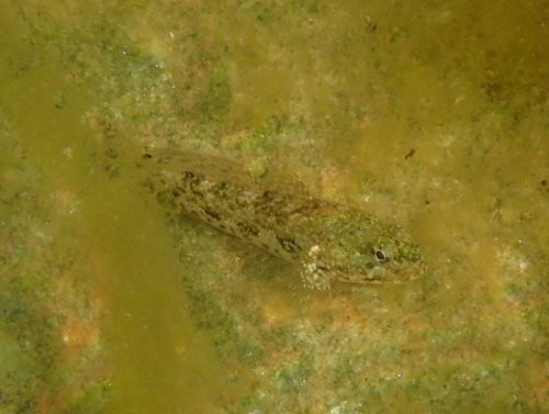 Giant goby (Gobius cobitis) — Gobiidae — 4