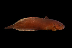 Tidepool Snailfish photo 2