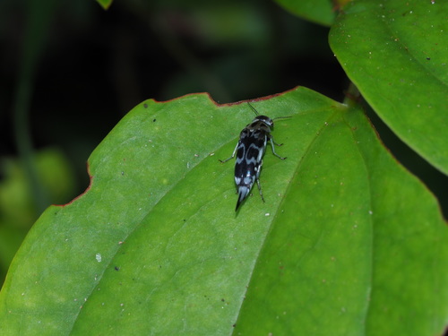 Glipa ishigakiana · iNaturalist