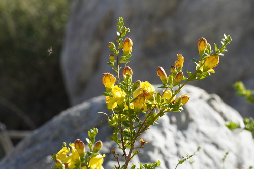 Yellow Bush Penstemon