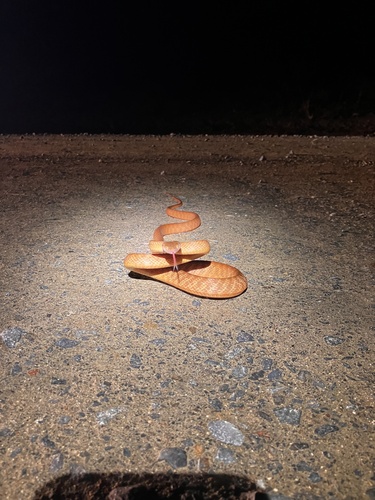 Brown Tree Snake sighting