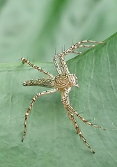 Hamadruas hieroglyphica