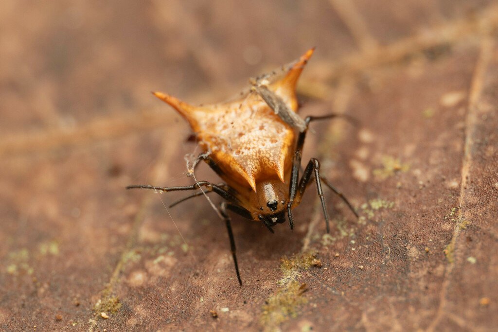 Micrathena beta