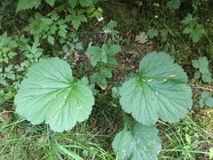 Geum macrophyllum macrophyllum
