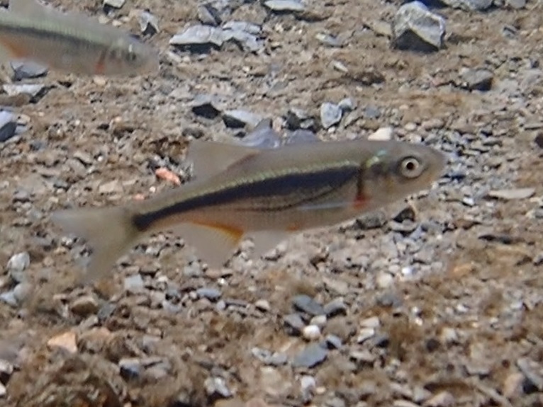 Kura chub (Alburnoides eichwaldii) — Cyprinidae
