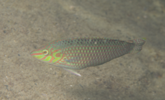 Argus Wrasse photo 3