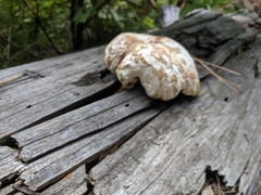 Neolentinus ponderosus