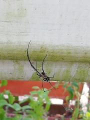 Leucauge
