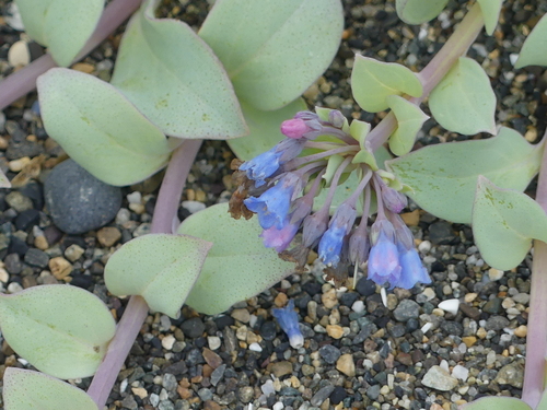 Oysterplant
