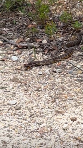 Tiger Snake sighting
