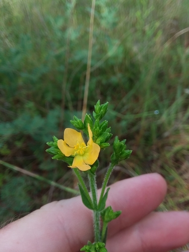 Image of Hypericum setosum by (c) Will McFarland, some rights reserved (CC BY)