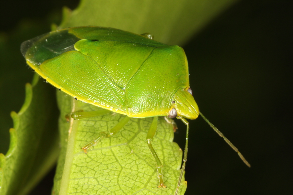 New Zealand Vegetable Bug