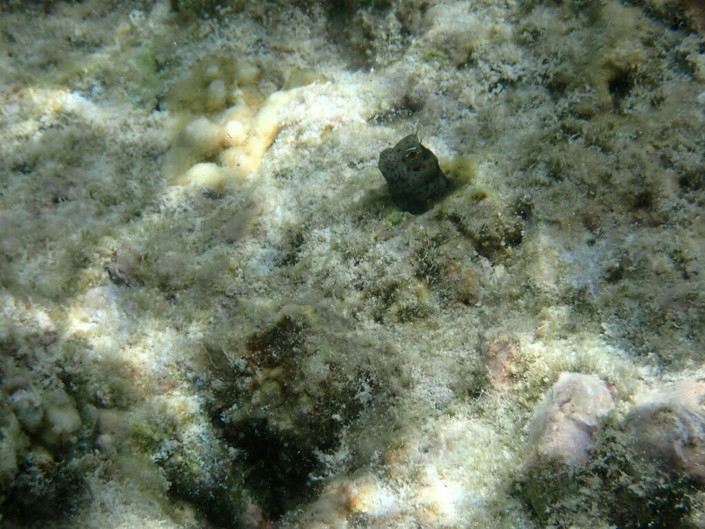Red Rockskipper Redspotted Rockskipper from Lady Elliot Island, Queensland 4670 ...