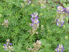 Lupinus nootkatensis