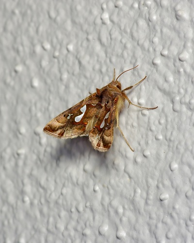 Bilobed Looper Moth photo 4