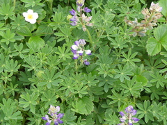 Lupinus nootkatensis