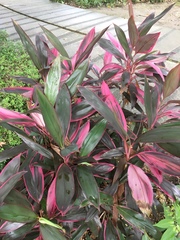 Cordyline fruticosa