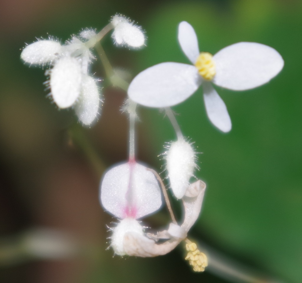 Begonia surculigera