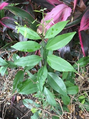Cinnamomum burmanni