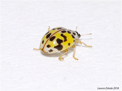 Psyllobora vigintimaculata