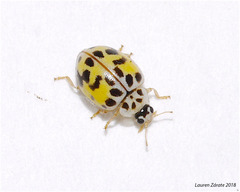 Psyllobora vigintimaculata