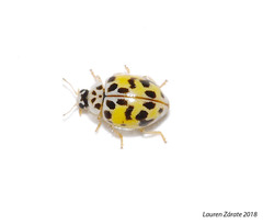 Psyllobora vigintimaculata