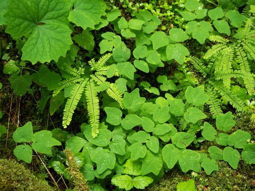 Five-finger Fern seedling