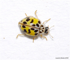 Psyllobora vigintimaculata