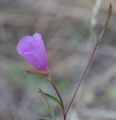 Clarkia rubicunda