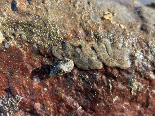 Clypeomorus batillariaeformis observed 2024-10-04
