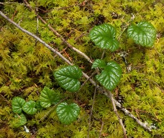 Rubus nivalis