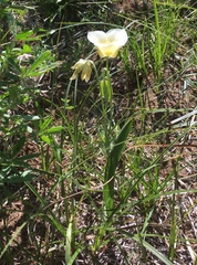 Calochortus subalpinus