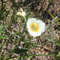 Calochortus subalpinus