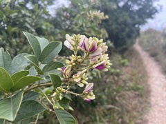 Callerya nitida, photograph (c) Toby Y, some rights reserved (CC BY)