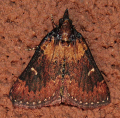 Omphalocera munroei