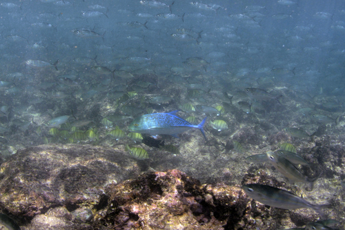 Caranx observed 2023-06-18
