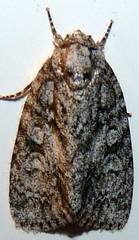 Acronicta retardata