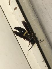 Ancistrocerus unifasciatus