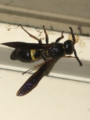 Ancistrocerus unifasciatus