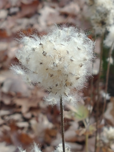 Anemone virginiana