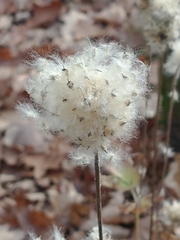 Anemone virginiana