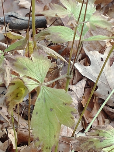 Anemone virginiana