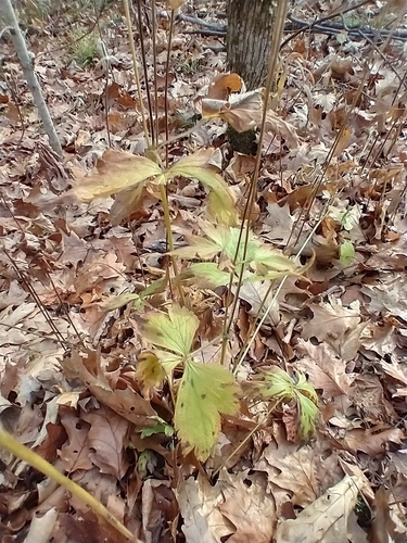 Anemone virginiana
