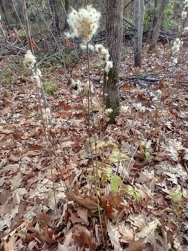 Anemone virginiana