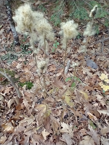 Anemone virginiana