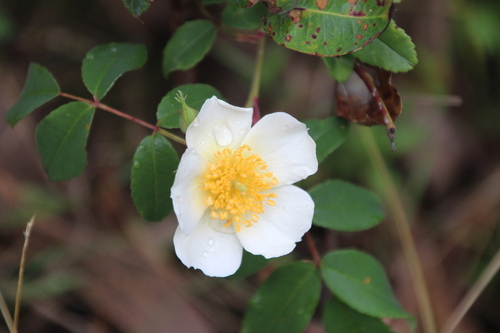 Image of Rosa abyssinica by no rights reserved