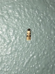 Taygete decemmaculella