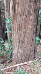 Eucalyptus nitens