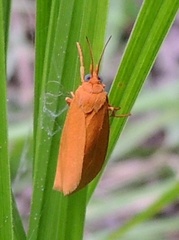 Virbia rubicundaria